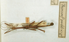 CollectionObject 1557668; 58a3de83-fde5-4ce0-9aec-8d42711570f0: copyright MNHN, Paris. male of Dixippus furcatus (holotype). (CollectionObject).