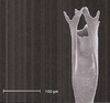 Aedeagus, posterior view: !! display not done !! on Curtara (Curtara) concava DeLong & Freytag, 1976: Male: apex of aedeagus, posterior view. (Observation).