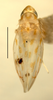 Habitus, dorsal view: !! display not done !! on Eratoneura dira (Beamer, 1931): Habitus (holotype of E. denmarki Hepner, INHS collection). (Observation).