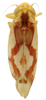 Habitus, dorsal view: Habitus (E. ligata var. pupillata McAtee, INHS collection). (Observation).