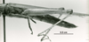 CollectionObject 1524410; 785f2672-3b85-434e-8173-0c0dfd80f9f1: Image C.S. Carbonell. male, hind leg (holotype). (CollectionObject).