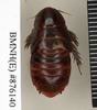 CollectionObject 1572955; 78572789-547c-4f3e-8b56-8af1f8046f92: Copyright Natural History Museum, London. Non-type (adult male) in BM(NH). Dorsal view. (CollectionObject).