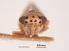 Head on Eulonus almus (Van Duzee, 1925): (Observation).