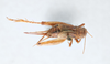 CollectionObject 2868940; CNCI 90778, 39f8e030-9f0d-45a1-935c-e20bc4f9a667: Allonemobius tinnulus. (CollectionObject).
