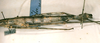 CollectionObject 1558434; 9a19570b-704d-44af-808b-40ae65ccc95c: copyright SMTD, Dresden. female: abdomen, lateral view of Dimorphodes carinatus (syntype). (CollectionObject).