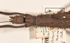 CollectionObject 1558452; a237584d-116d-4fb6-96cd-ae54ce1c2027: copyright OUMNH. female: head & thorax, dorsal view of Dimorphodes mancus (syntype). (CollectionObject).;CollectionObject 1558453; ea906b12-686a-41bd-bb38-664c85261f31: copyright OUMNH. female: head & thorax, dorsal view of Dimorphodes mancus (syntype). (CollectionObject).