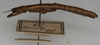 CollectionObject 1556923; 8cec1cb0-48cc-4cb0-b9eb-1a2ea0fa2be9: copyright NMW. female, lateral view (syntype). (CollectionObject).;CollectionObject 1556924; 86e00e8c-3a14-4baf-8ea3-15a3d66ea607: copyright NMW. female, lateral view (syntype). (CollectionObject).