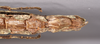 CollectionObject 1599501; 2a1742fd-e9c6-48e2-ad5c-7944ac84615a: copyright MNHU. female: end of abdomen, ventral view (holotype). (CollectionObject).