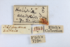 Other: !! display not done !! on Heliria fagi (Fitch, 1851): (Observation).