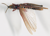 CollectionObject 1540714; e166394f-bab0-40dd-8556-4c4ff1adb26f: female, dorsal view (neotype of Truxalis rhodoptila). (CollectionObject).