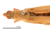 CollectionObject 1538204; 6c0f6d85-ac97-4014-bba9-b25074ac69f8: female head and pronotum, dorsal view (holotype). (CollectionObject).