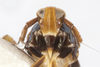 Head: !! display not done !! on Pissonotus muiri Metcalf, 1943: (Observation).