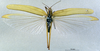 CollectionObject 1530637; 37b88a9a-3b65-4900-bce6-808c1e3984f9: male, dorsal view (syntype). (CollectionObject).
