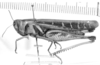 CollectionObject 1525989; c9b3f99c-639d-4a38-9632-1a2a330942f8: female, lateral view (lectoallo- or paralectotype of Plectrotettix macneilli). (CollectionObject).