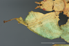 CollectionObject 1563457; bd83932c-448e-4350-92cb-5a3d253406a6: copyright SDEI, Müncheberg. female, foreleg (holotype). (CollectionObject).