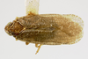 Habitus, dorsal view: (Observation).