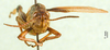 CollectionObject 1501417; c59db8bd-1df8-4366-91ac-93d77b4283cc, DORSA BA000817S01: male, frontal view (holotype). (CollectionObject).