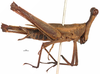 CollectionObject 1499145; 46504515-cc2f-42ce-85c3-b03fd29c5385: female, lateral view (holotype). (CollectionObject).