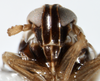 Head on Delphacodes kuscheli Fennah, 1955: (Observation).