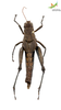 CollectionObject 1849150; 71180bc4-2444-46c4-a207-6655f1e6366f, Unioeste Cascavel K-0222: Female. Dorsal view. (CollectionObject).
