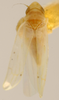 Habitus, dorsal view: Habitus (holotype, USNM collection). (Observation).
