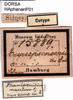 CollectionObject 1507190; b82e3fbf-7149-4909-b89f-ac083013b5ee: labels (paratype). (CollectionObject).