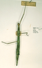 CollectionObject 1557298; 6781e611-05f4-4208-b4b0-ce310d7c805b: copyright RMNH, Leiden. female (holotype). (CollectionObject).