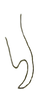 Stylus: !! display not done !! on Neocoelidia fuscodorsata (Fowler, 1900): Apex of style, lateral view. (Observation).