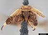 Head: !! display not done !! on Asiraca clavicornis (Fabricius, 1794): (Observation).