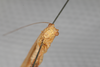 CollectionObject 1505829; 304351ea-b7ac-458b-80bb-ac4c68c7906f: Male, head, anterior view (syntype). (CollectionObject).