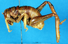 CollectionObject 1507152; 661721a6-f21c-4de9-833c-ac3af0f3dae9: male, lateral view (not a type). (CollectionObject).