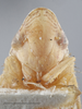Head: !! display not done !! on Dicyphonia ornata (Baker, 1900): Head/Face. Immature. (Observation).