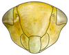 Head: Hypacostemma virdissima, face (PPRI). (Observation).