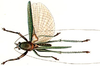 Ischnophyllus viridipennis Redtenbacher, 1891: male. (Otu).