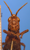 CollectionObject 1538326; 925cd9fe-8f9f-4ad6-a6bf-9d74abb5aeff: female, frontal view (holotype of Truxalis coriacea). (CollectionObject).