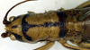 CollectionObject 1500339; 474ebcfc-33a3-410f-b1aa-2b6e9f439f63: female, dorsal view (holotype). (CollectionObject).