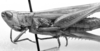 Orphulella pelidna (Burmeister, 1838): Image Carbonell, C.S. female, lateral view (Orphulella graminea). (Otu).