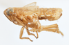 Habitus, lateral view: !! display not done !! on Delphacodes recurvatus Beamer, 1948: (Observation).