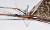 CollectionObject 1560500; 36f58d3d-89c3-4c7d-8261-51d8a03db1cf: copyright QM. male: head & thorax, lateral view (holotype). (CollectionObject).