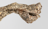 CollectionObject 1558172; 8948cf4d-207b-4e67-b86b-569924ea49cf: copyright NMW, Vienna. male: end of abdomen, lateral view (syntype). (CollectionObject).;CollectionObject 1558173; 08870ce4-b04c-4543-a31f-b1409d0348f5: copyright NMW, Vienna. male: end of abdomen, lateral view (syntype). (CollectionObject).