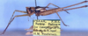 CollectionObject 1516948; d350ea1f-db4c-432d-abdc-fbf9dee71550: male, lateral view (holotype). (CollectionObject).