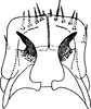 Subgenital plate: !! display not done !! on Neoaliturus (Circulifer) tenellus (Baker, 1896): Subgenital plate. (Observation).