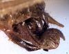 CollectionObject 1516971; 7c4183ff-0391-45fe-8679-5cf50c136378: male cerci (holotype). (CollectionObject).