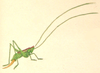 Pl. II, Fig. 4. female, habitus. Depicts Conocephalus (Anisoptera) dorsalis (Latreille, 1804), an Otu.