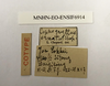 CollectionObject 1588017; 1b0134b5-e58a-4e95-8bf4-505223ff096e, MNHN-EO-ENSIF6914: labels (paratype). (CollectionObject).
