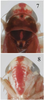 Head on Arboridia (Arboridia) sexprocessa Song, Li & Dietrich, 2016: Head. (Observation).