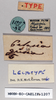 CollectionObject 1540681; 0b3a7a34-ce62-41b0-9095-105caad34c05: male, labels (lectotype). (CollectionObject).