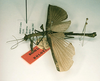 CollectionObject 1560100; 498002ec-0316-42bb-88dc-a8010da1f22c: copyright RMNH, Leiden. male, lateral view (holotype). (CollectionObject).