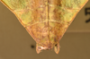 CollectionObject 1557807; 3cdee121-930a-471d-953a-90ed85349d12: copyright UMO. female end of abdomen, dorsal view (syntype). (CollectionObject).;CollectionObject 1557808; 847219de-857b-47ba-9092-e802aa581c6b: copyright UMO. female end of abdomen, dorsal view (syntype). (CollectionObject).