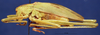 CollectionObject 1520524; 74bd7135-9976-461b-a508-cb354ff7dffa: male, lateral view. (CollectionObject).